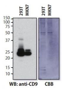 ExoTrap Exosome Isolation Spin Column Kit for protein research