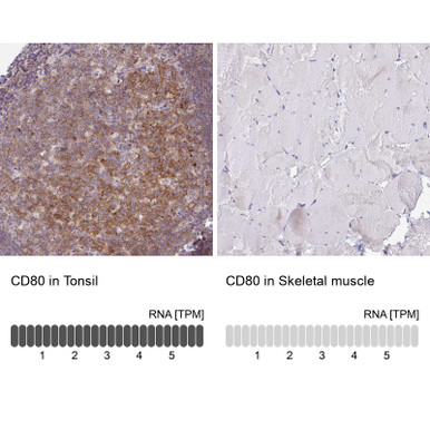Anti CD80 pAb (ATL-HPA050092 w/enhanced validation)