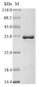 Recombinant Mouse Transcription factor A, mitochondrial(Tfam) (CSB-EP023413MO)