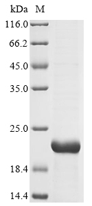 Recombinant Oryza sativa subsp. japonica 13 kDa prolamin C(PROLM25) (CSB-EP323746OFG)