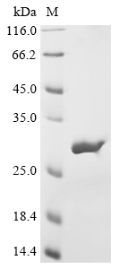 Recombinant Neosartorya fumigata Heat shock protein 90(hsp90),partial (CSB-EP336701NGS)