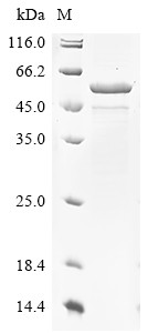 Recombinant Campylobacter jejuni Flagellin A(flaA) (CSB-EP673831CBV(A4)c7)