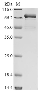 Recombinant Mouse Heat shock cognate 71 kDa protein(Hspa8) (CSB-YP010829MO)