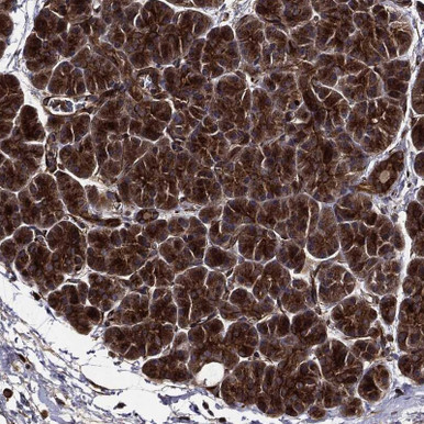 Anti-HTT pAb (ATL-HPA051524)