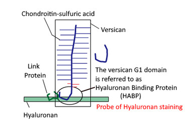Hyaluronan Binding Protein (HABP), recombinant Versican G1 domain