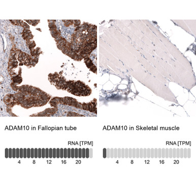 Anti-ADAM10 mAb (Clone CL13809, ATL-AMAb91899 w/enhanced validation)