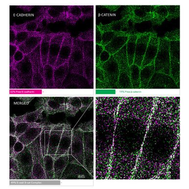 MolBoolean™ Mouse/Rabbit Protein Interaction Kit