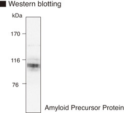 Anti-Amyloid Precursor Protein (Human/Mouse) mAb (Clone: 3E9)