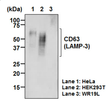 Anti-CD63 (LAMP-3) mAb-Biotin (Clone: C047-1)
