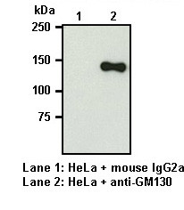 Anti-GM130 mAb (Clone: 5G8)