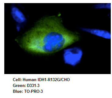 Anti-IDH1-R132G (Human) mAb (Clone: GMab-r1)