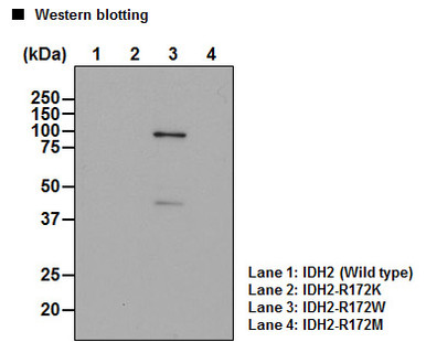 Anti-IDH2-R172W (Human) mAb (Clone: WMab-1)