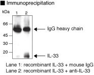 Anti-IL-33 (Human) mAb (Clone: 5H1)
