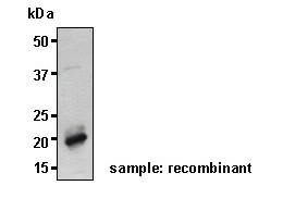 Anti-IL-33 (Mouse) mAb (Clone: 4G4)