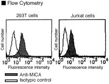 Anti-MICA (Human) mAb (Clone: AMO1)