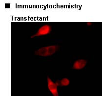 Anti-Myc-tag mAb-Alexa Fluor® 594 (Clone: PL14)