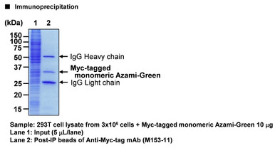 Anti-Myc-tag mAb-Magnetic Beads (Clone: PL14)