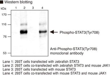 Anti-Phospho-STAT3 (Tyr708) mAb (Clone: PS3/1)