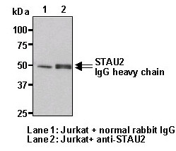 Anti-STAU2 (Human) pAb