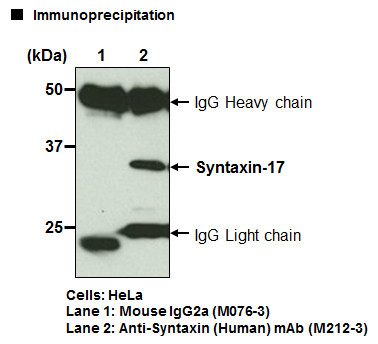 Anti-Syntaxin-17 (Human) mAb (Clone: 2F8)