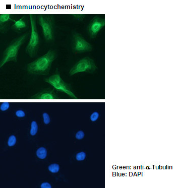 Anti-α-Tubulin mAb-Alexa Fluor® 488 (Clone: 2F9)