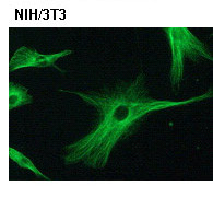 Anti-α-Tubulin pAb