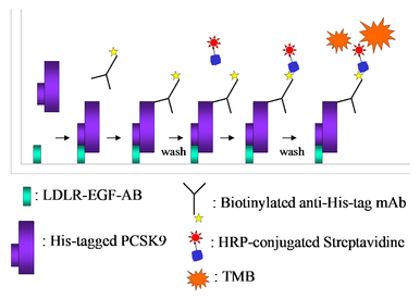 CircuLex PCSK9-LDLR in vitro Binding Assay Kit