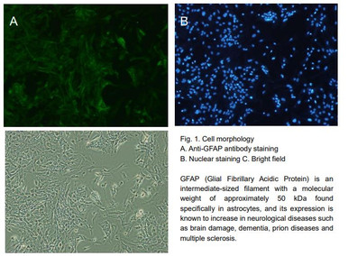 Astrocytes (mouse)