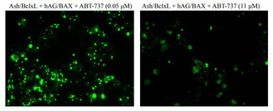 PPIs Detection Reagent : Fluoppi [ BclxL-BAX ] (pAsh/BclxL, phAG/BAX cassettes)