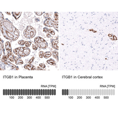 Anti ITGB1 mAb (Clone No.CL15606, ATL-AMAb92057)