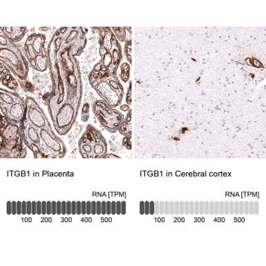 Anti ITGB1 mAb (Clone No.CL15622, ATL-AMAb92059)