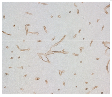 GLUT1 (Slc2a1) pAb (Go)