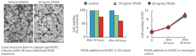 Atelocollagen, DMEM High Glucose