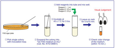 Guaiacol Detection Kit
