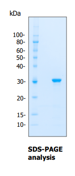 PD-L1 (Human)
