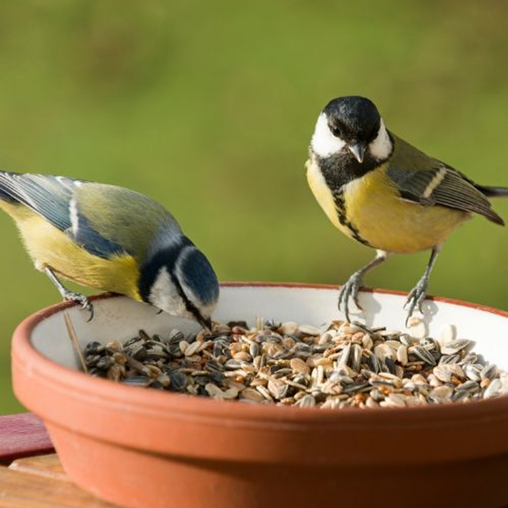 Wildlife & Pet Care