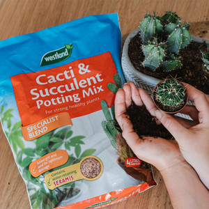 Westland Cacti & Succulent Potting Mix - 4L