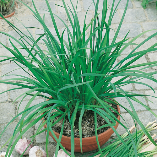 Garlic Chive Herb Seeds -100 Seeds