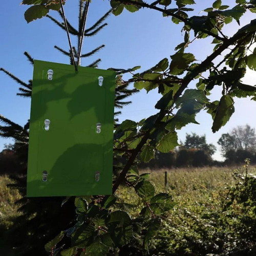   Apple Maggot Pheromone Traps 2 Traps