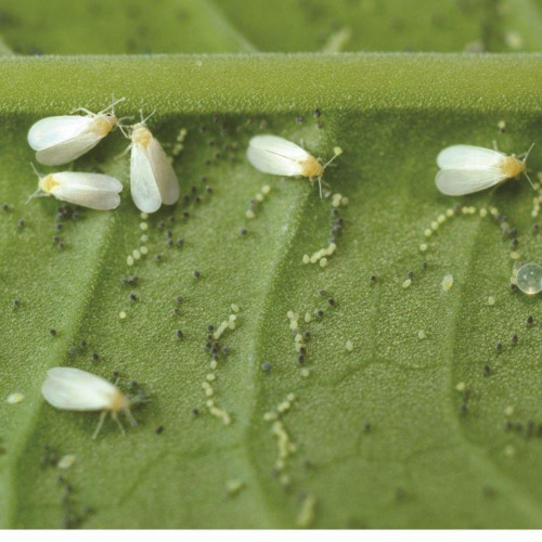  Whitefly Killer Chemical Free Concentrate 500ml