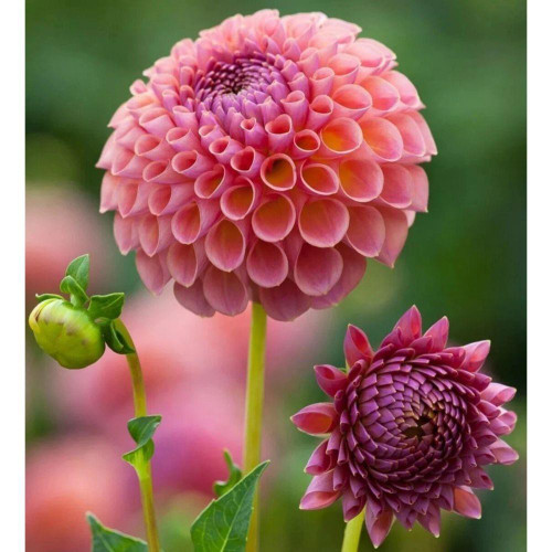 Dahlia Feed 1Liter