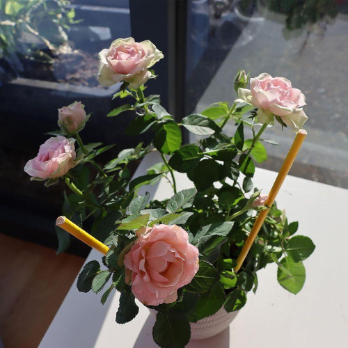 Plant Remedy Insect Control Bug Sticks (Pack of 6) 