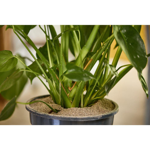 Plant Remedy  Gnats Barrier 1L