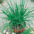 Garlic Chive Herb Seeds -100 Seeds