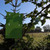   Apple Maggot Pheromone Traps 2 Traps