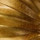 Soft Gold