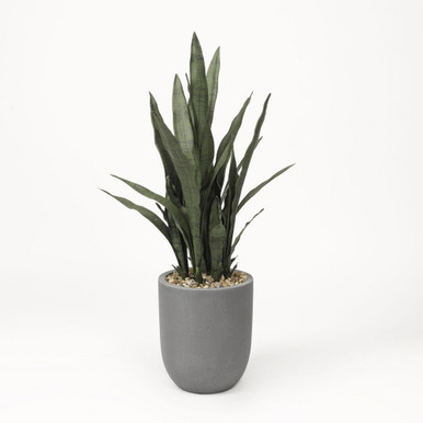 Sansevieria Plant 42 Inch Round Planter by DW Silks - 319109