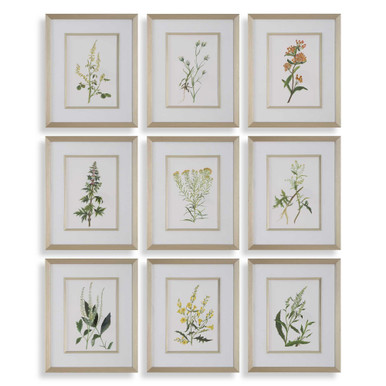 Botanical Flowers 17.38 Inch Framed Print (Set of 9) by Uttermost - 32339