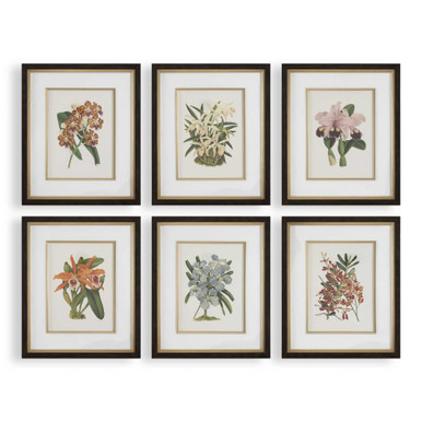 Orchid Botanical Framed Print (Set of 6) 24.5 Inch Tall by uttermost - 32447