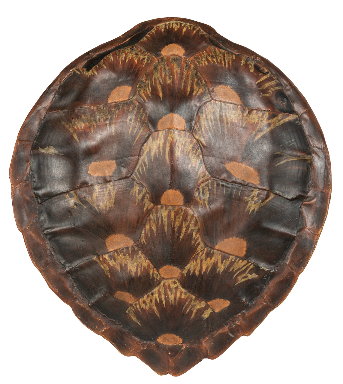 Turtle Shell Wall Decor: Nature's Art for Your Home